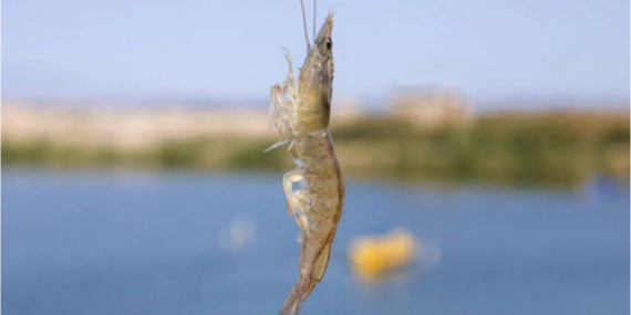 對(duì)蝦養(yǎng)殖缺氧的危害！